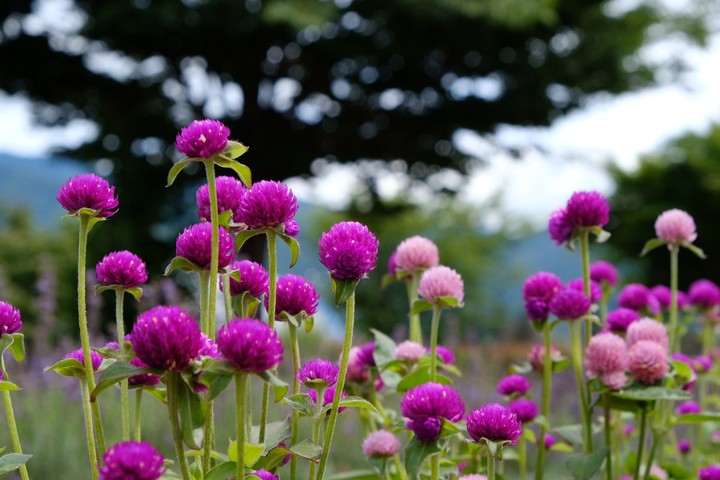 Globe amaranth