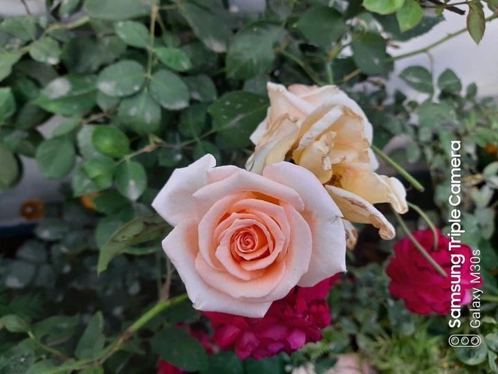 roses