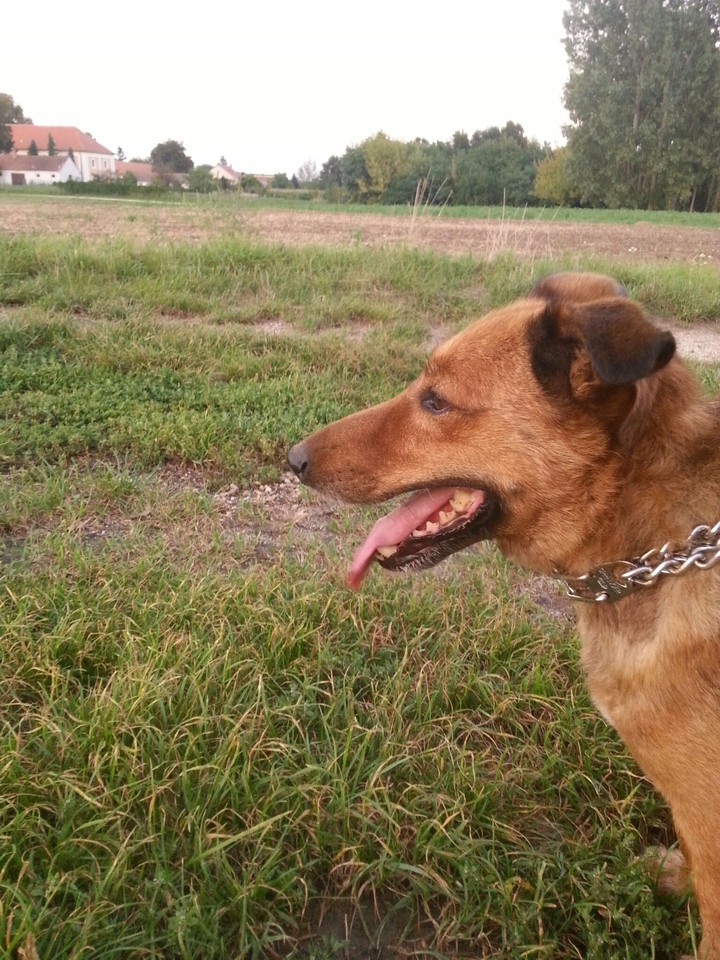 My_Dog ❤