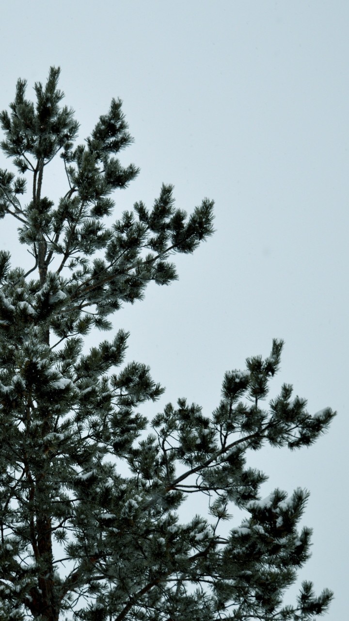 lonely tree