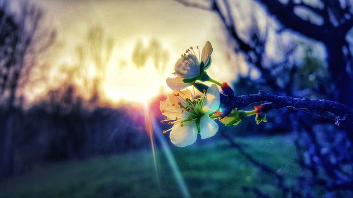 flower