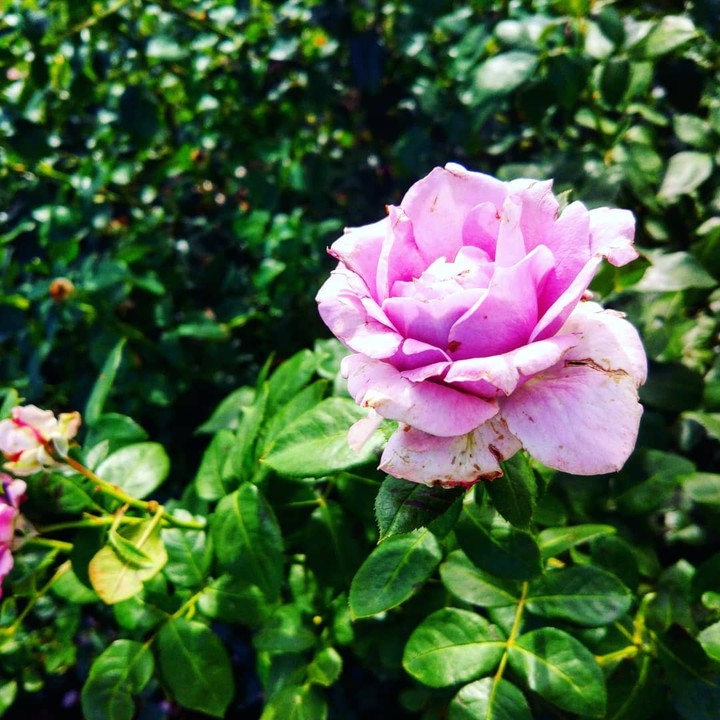 rose
