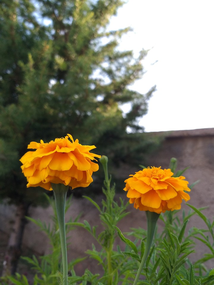 my click
