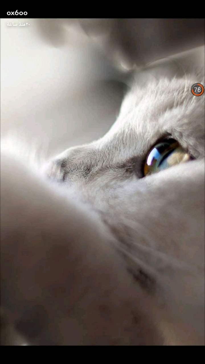 sad cat