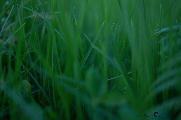 Grass
