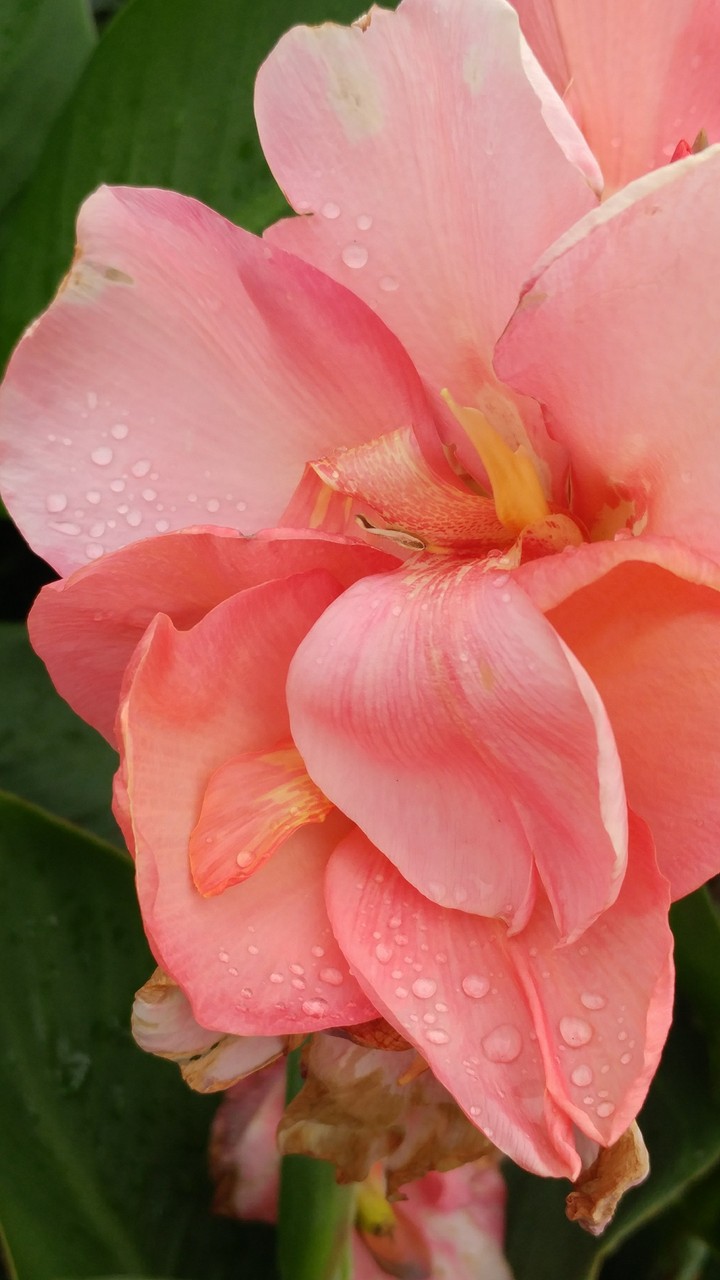 pink flower