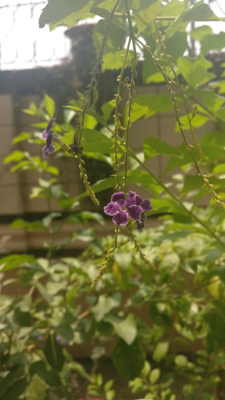 Spring purple flower