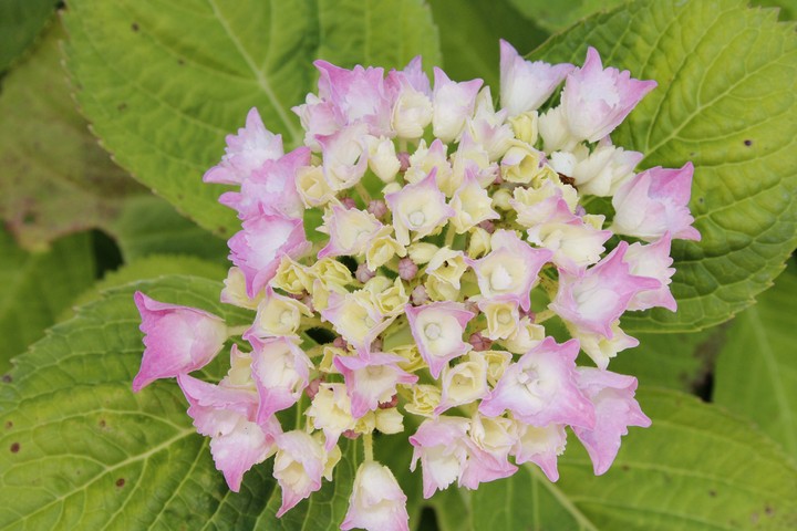fleurs