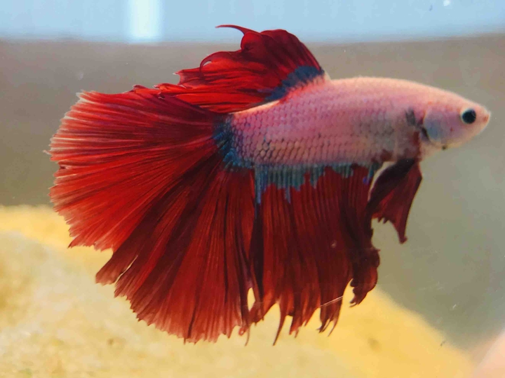 fighter fish