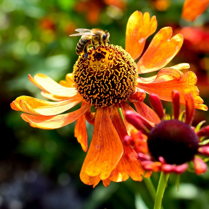 Busy bee