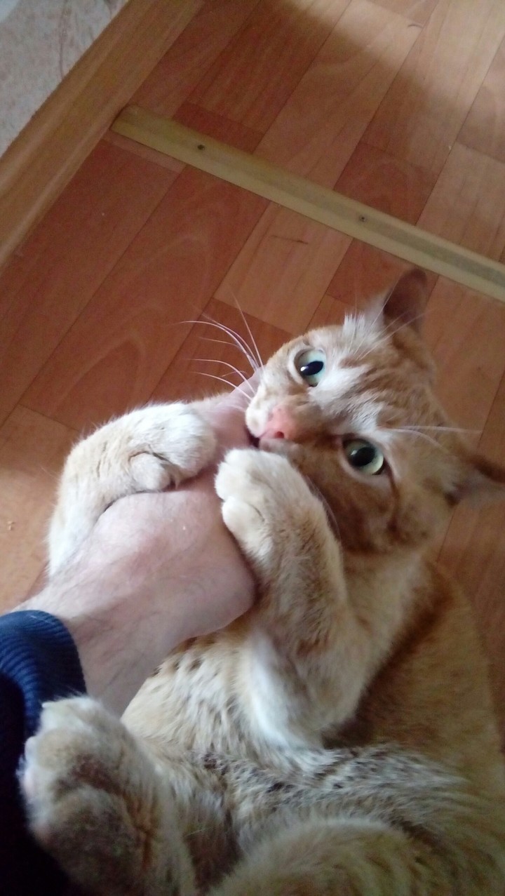тигра