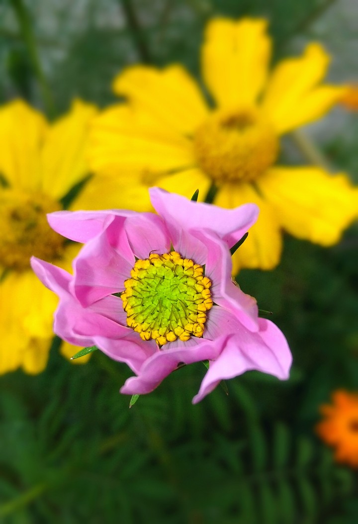 flowers