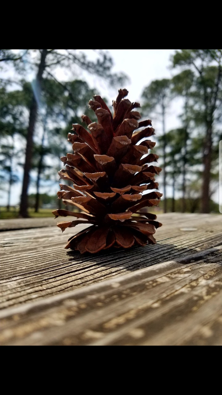 Stand tall, Pinecone