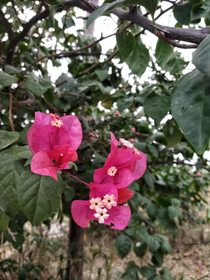Pink Flower