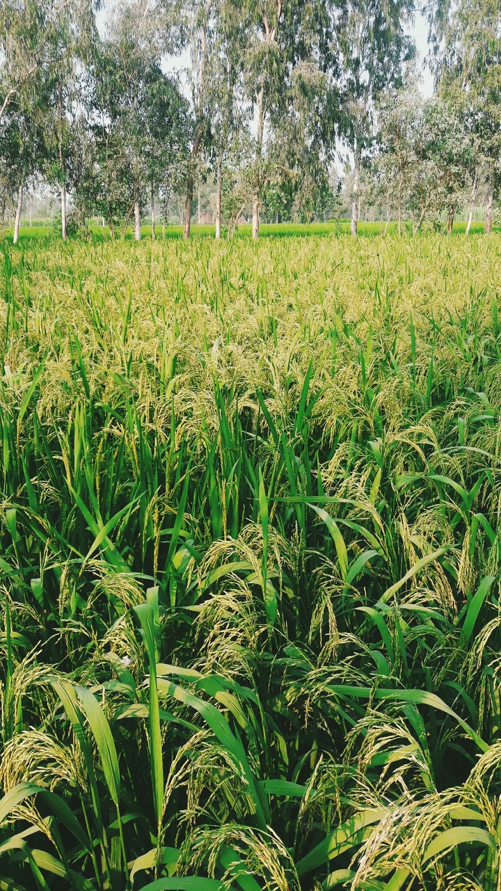 rice