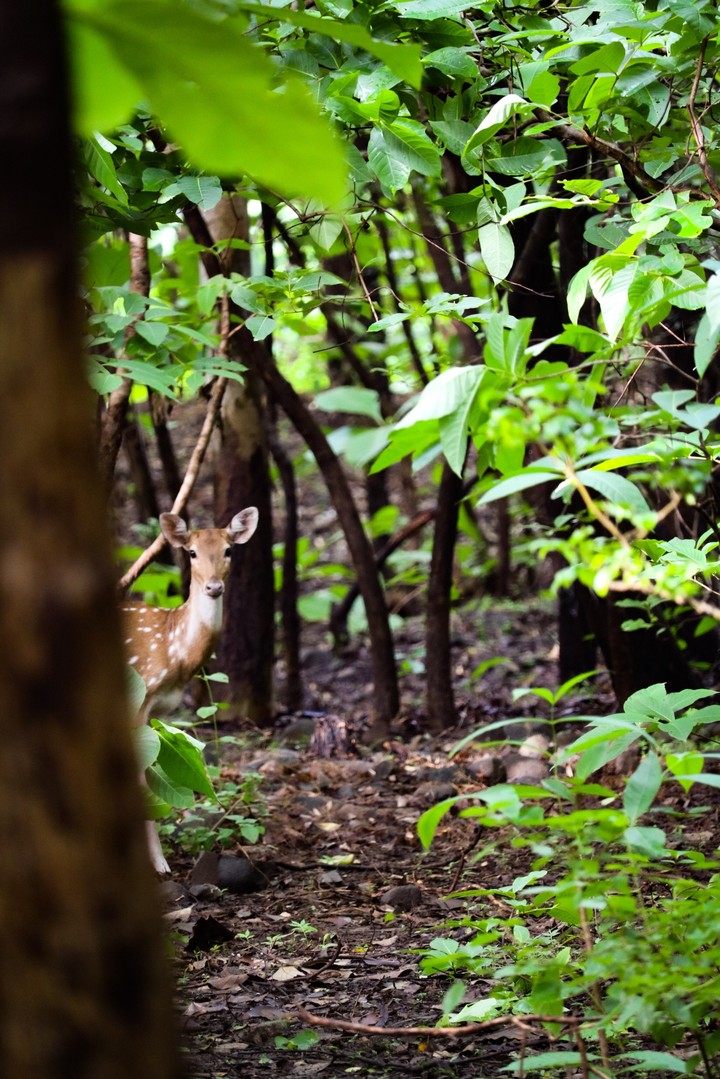 Deer