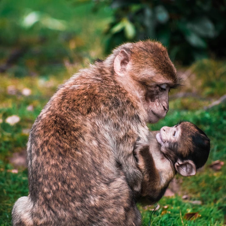 Mother's love