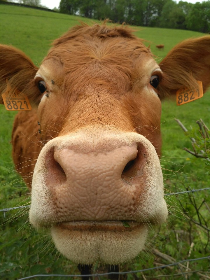 vaca