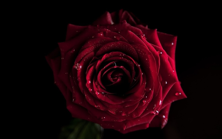 Rose and love