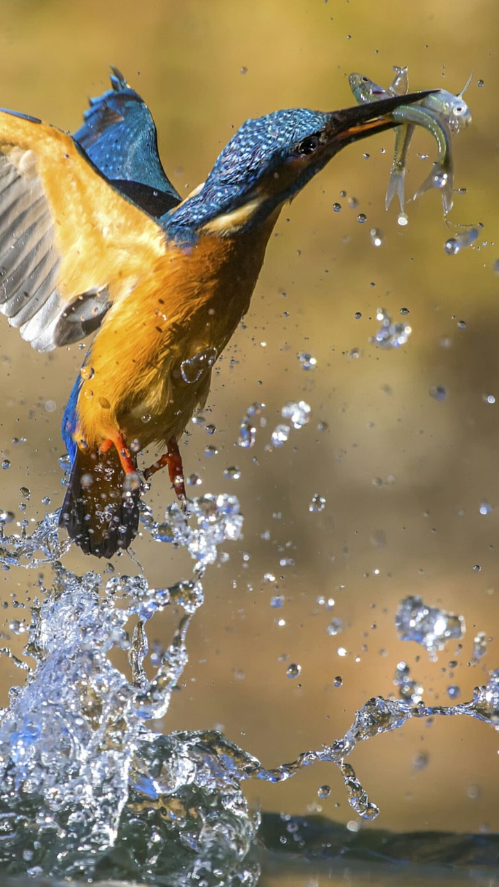 Kingfisher