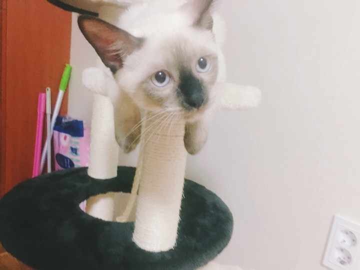 고양이><
