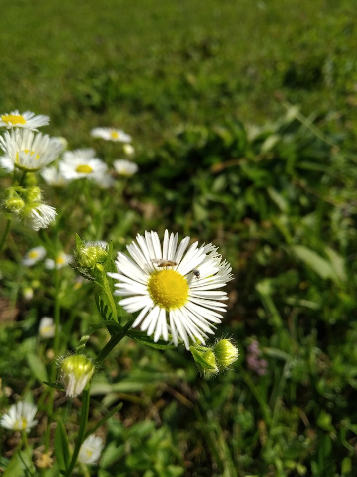 Beautiful daisies
