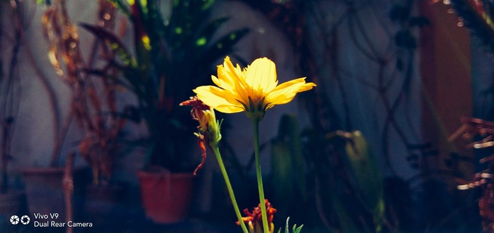 flower