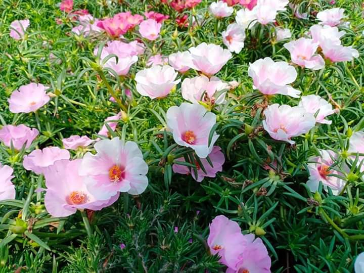 Purslane