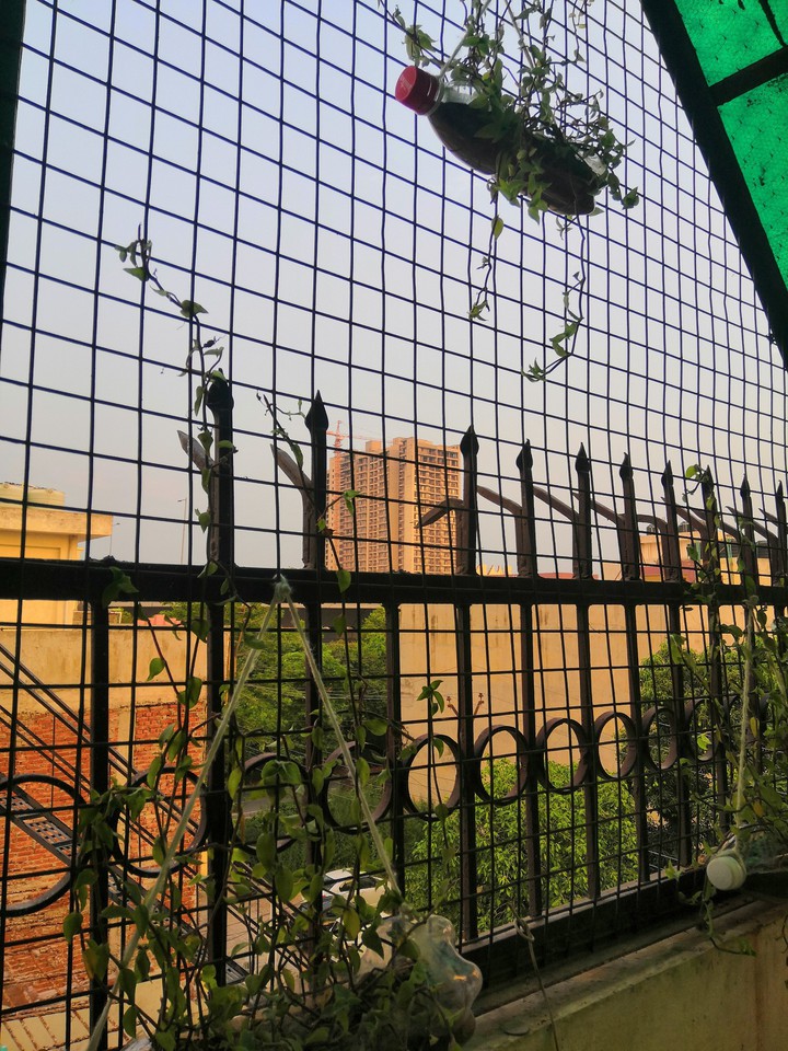 Bottle Plants
