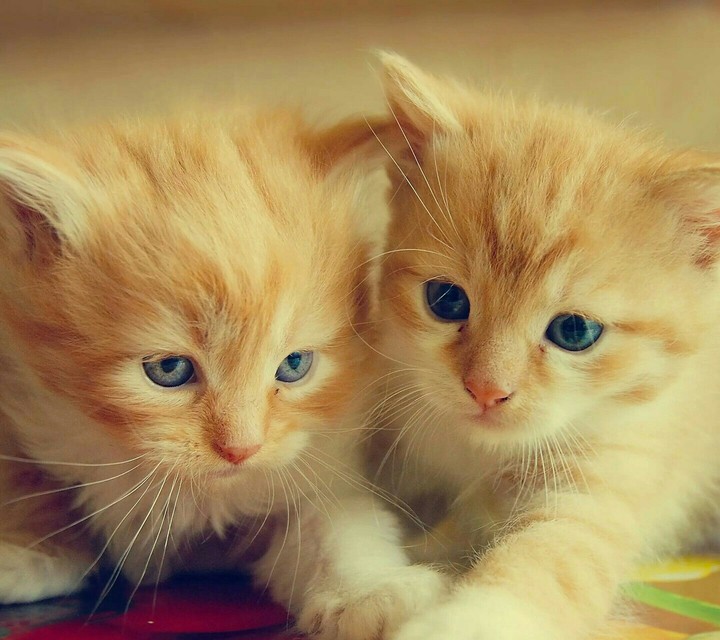 cats