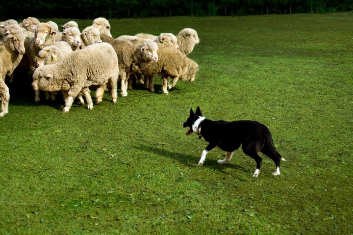 Border Collies Because There IS No Better Dog