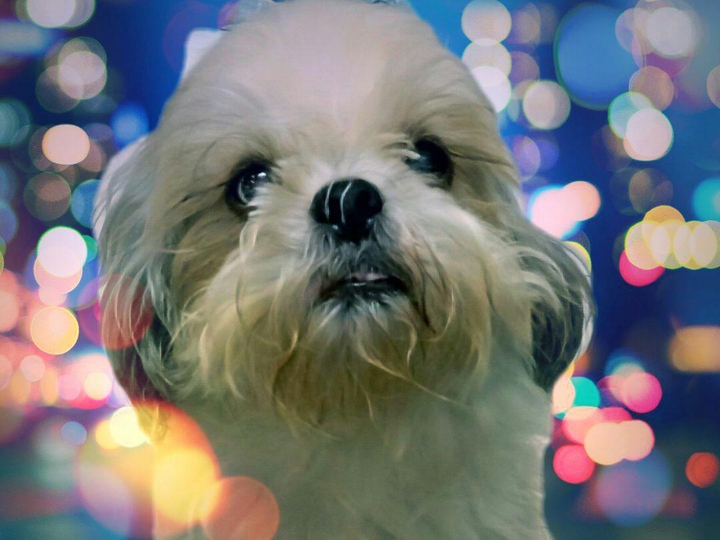 我的爱犬