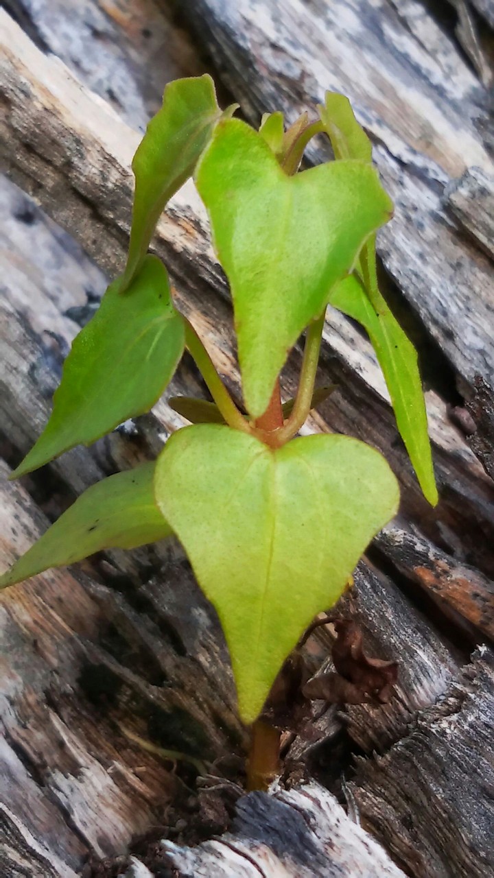 tiny grass