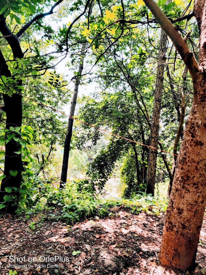 nature