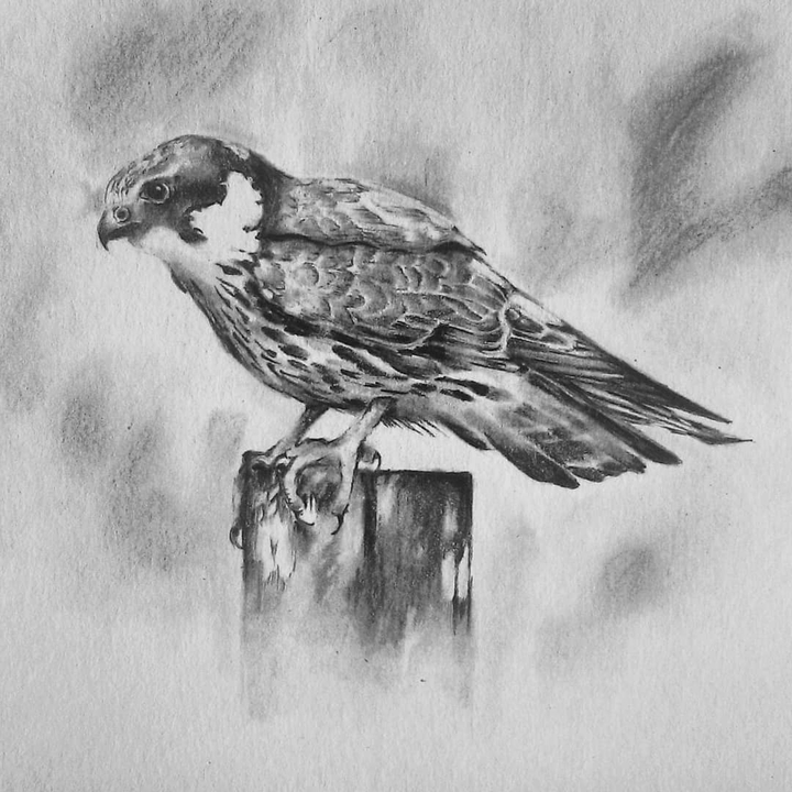 Hawk