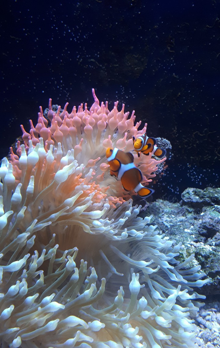 Poissons clown