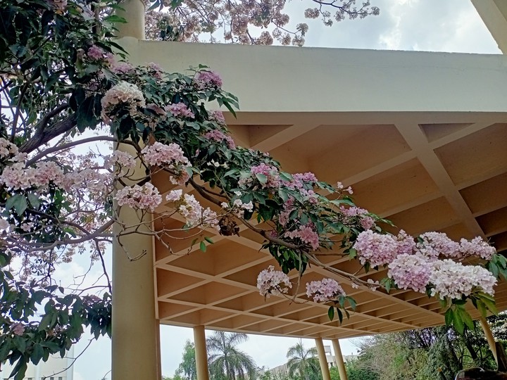 pink flowers