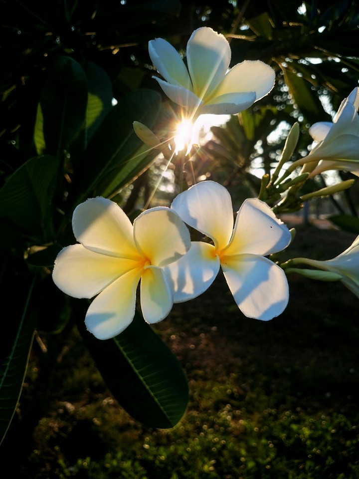 ลั่นทม