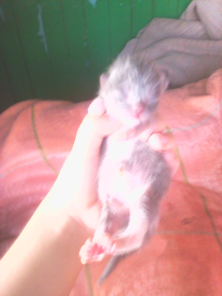 ketten