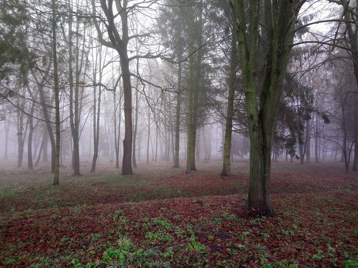 in the forest