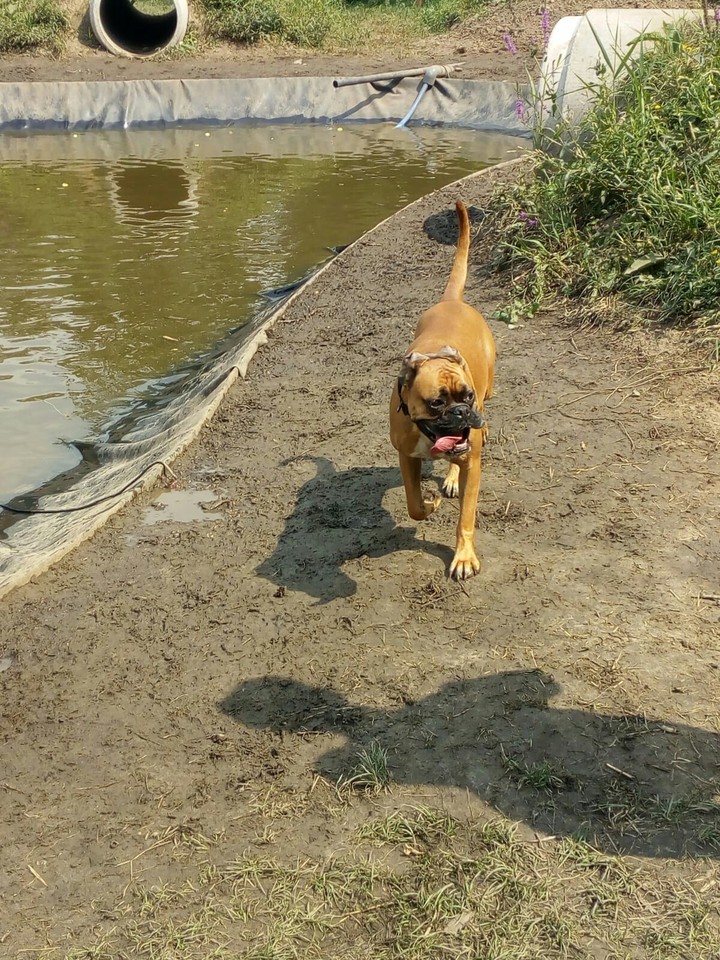 boxer
