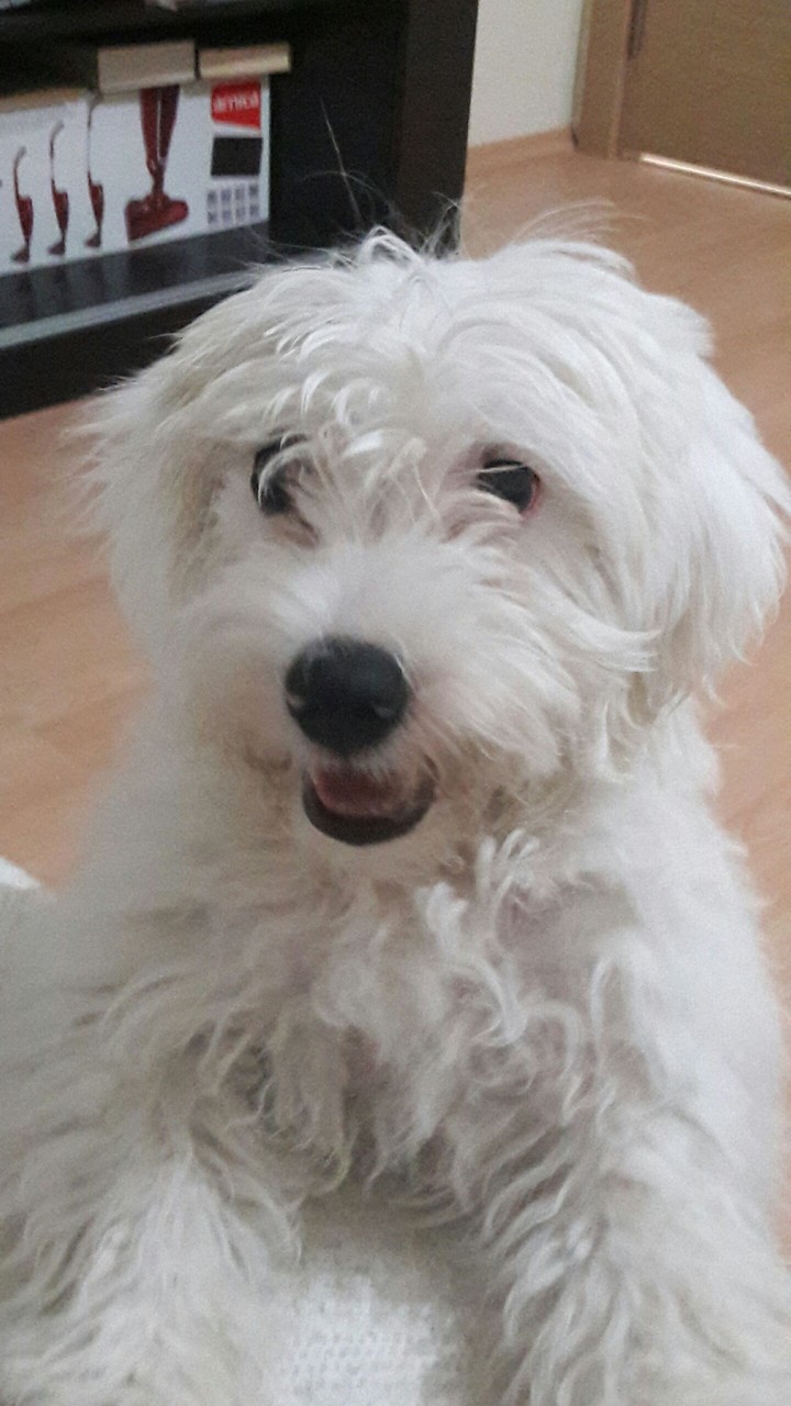 Köpek