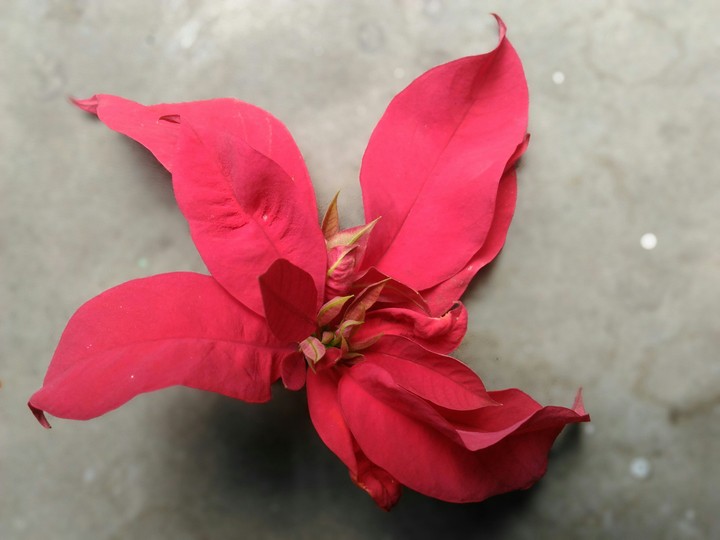 red leaves