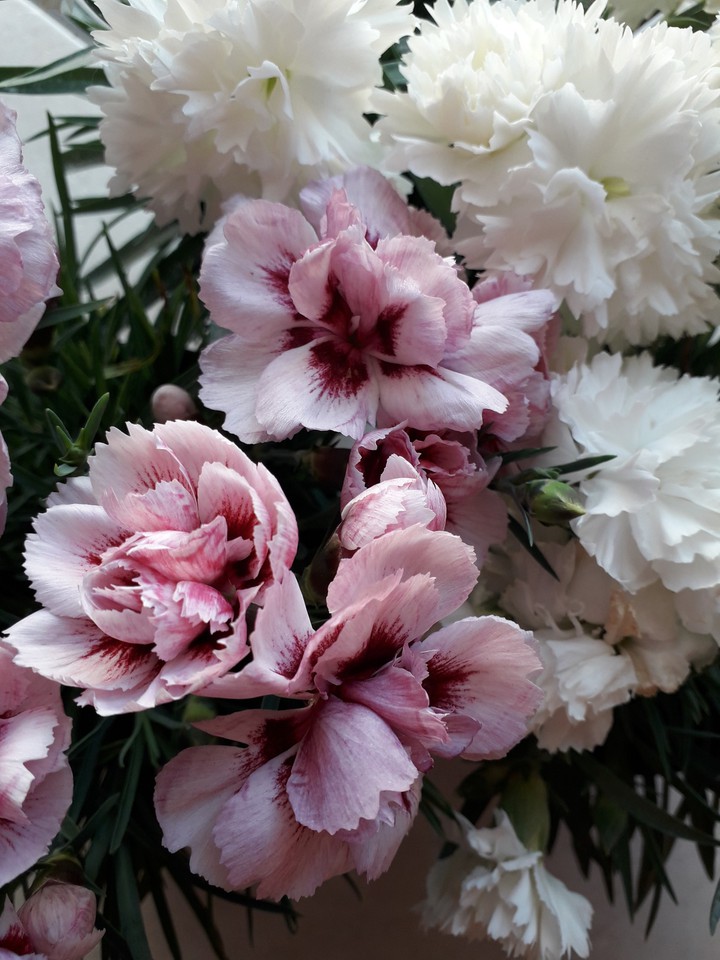 flowers