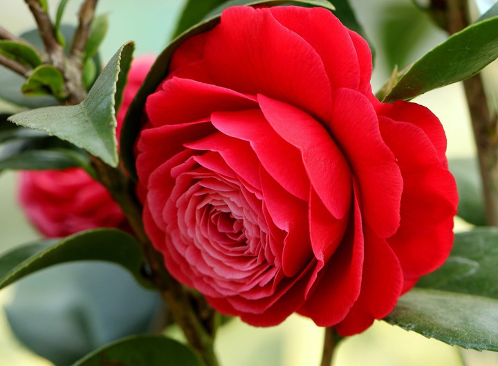 red rose
