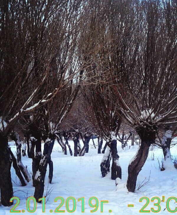 january ☆