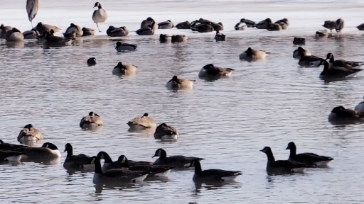 geese  4 degree