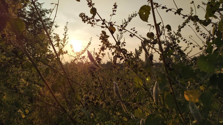 sun rays