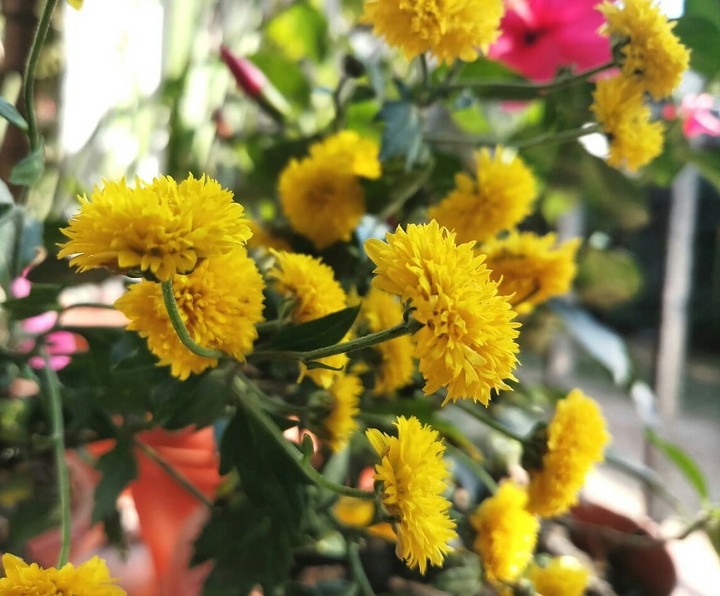 Flower