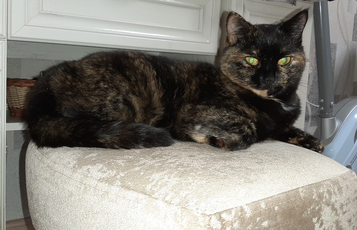 кошка